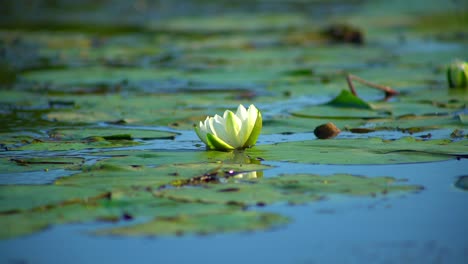 Close-up-static-shot-of-beautiful-water-lilies