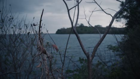 A-dead-plant-with-the-coastline-of-Ometepe