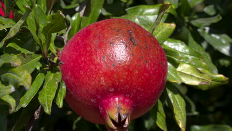 Ein-Schöner-Glänzender-Roter-Granatapfel,-Der-An-Hängt