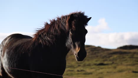Beautiful-handheld-shot-of-Icelandic-Horses-in-an