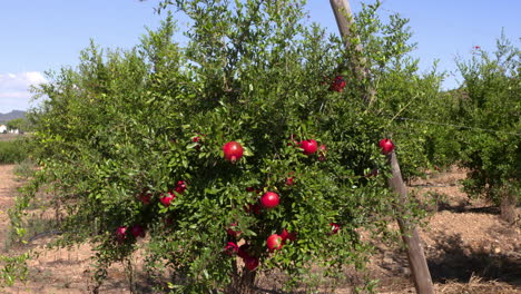 a-beautiful-green-bush-with-several-ripe-red
