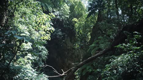 Ein-Ausgetrocknetes-Flusstal-Im-Dschungel