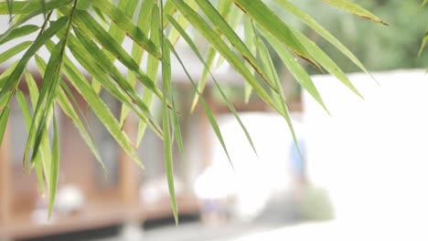 Nahaufnahme-Von-Bambus-Baum-Blatt-Hintergrund