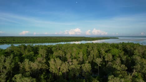 aerial-of-tree-tops-at-Leebong-Island-on