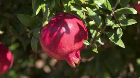 a-beautiful-ripe-red-pomegranate-hanging-in-the