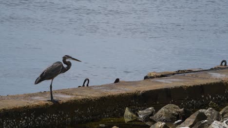 Great-Blue-Heron-walks-on-a-marina-wall