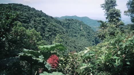 Mirador-De-Una-Selva-Tropical-En-Costa-Rica