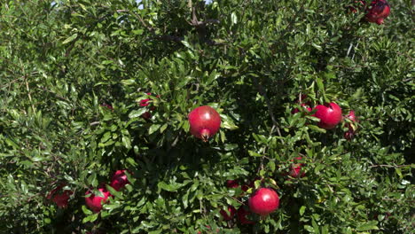 zooming-out-of-a-ripe-pomegranate-to-a