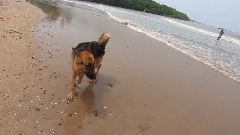 German-Shepherd-Dog-walks-on-the-beach-K