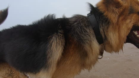 Männlicher-Hund,-Der-Auf-Die-Strandhaustierfreunde-Springt