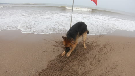 Deutscher-Schäferhund,-Der-Den-Sand-Auf-Dem-Kratzt