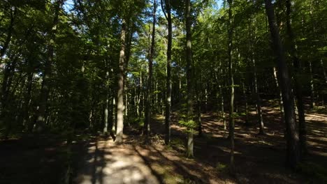 Pov-walk-into-idyllic-woodland-forest-kduring-sunny