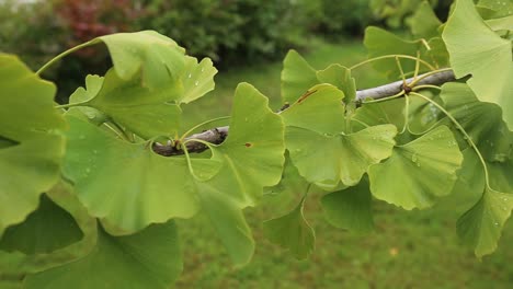 Ginkgo-Biloba-tree-branch-Green-leaves-selective-focus