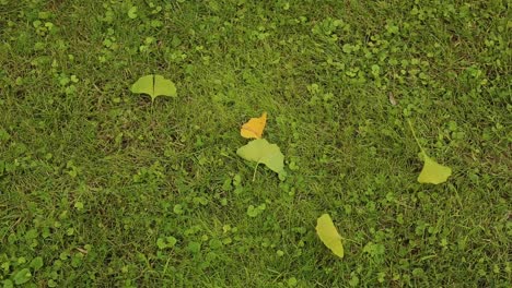 Ginkgo-Biloba-Blätter,-Die-Auf-Den-Boden-Fallen,-Zeigen