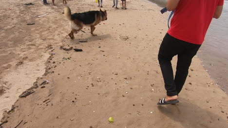 Un-Perro-Alemán-Camina-Por-La-Playa-Siguiendo