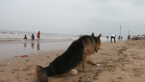 Süßer-Hund,-Der-Auf-Dem-Strandsand-Liegt-K