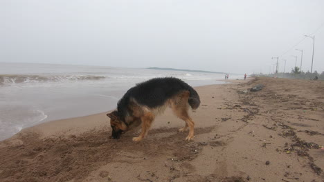 german-shepherd-dog-on-the-beach-K-videos
