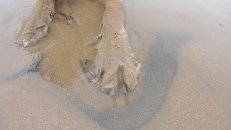 Close-up-of-wet-dog-paws-on-sea