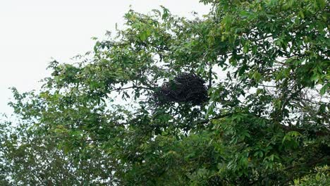 Slow-motion-shot-of-a-large-bird's-nest