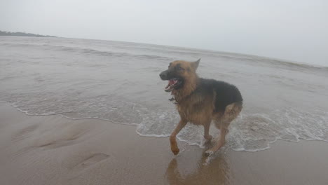 German-Shepherd-Dog-shocked-when-hit-by-sea
