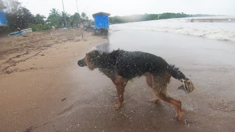 german-shepherd-dog-bathing-on-the-beach-wet