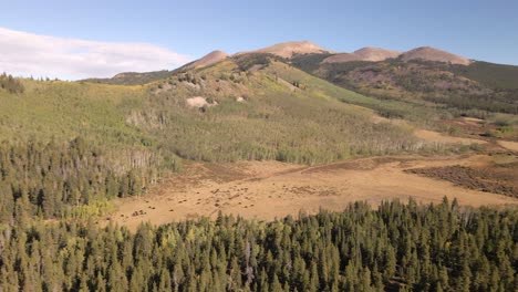 Aerial-panning-view-of-an-aspen-covered-ridge