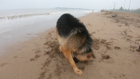 Deutscher-Schäferhund,-Der-Den-Strandsand-Kratzt-K