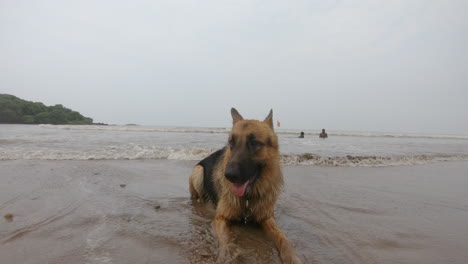 Süßer-Hund,-Der-Auf-Dem-Strandsand-Liegt-Deutsch