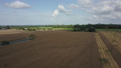 Soybean-farmland-from-deforested-land-that-once-was