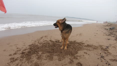 german-shepherd-dog-standing-on-the-beach-near