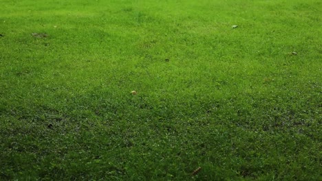 Hail-And-Heavy-rain-fall-on-green-grass
