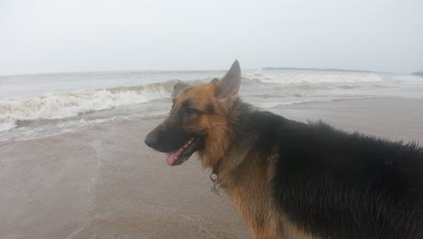 German-Shepherd-Dog-standing-on-the-beach-K