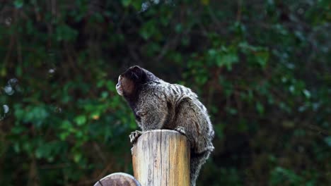 Close-up-slow-motion-shot-of-a-Marmoset-standing-on