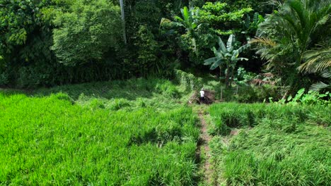local-farmer-working-on-a-lush-green-rice