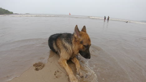 Hund-Liegt-Auf-Dem-Strandsand-K-Videos