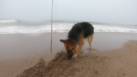 German-dog-scratching-the-beach-sand-K-videos