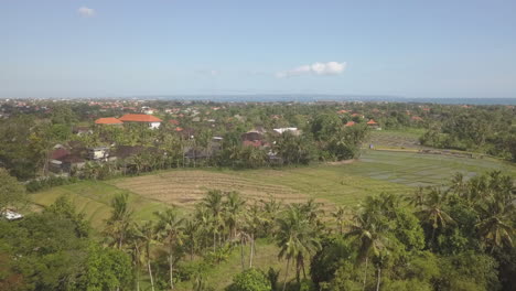 Tropical-aerial-rises-over-green-rice-fields-in