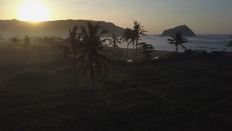 Palm-trees-silhouette-against-morning-sunrise-fog-near