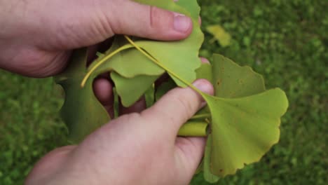 a-man-shows-Ginkgo-biloba-leaves-that-have