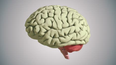 Seamless-Loop-of-a-D-Brain-Model-on