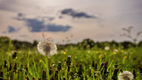 Low-angle-time-lapse-shot-of-dandelion-and