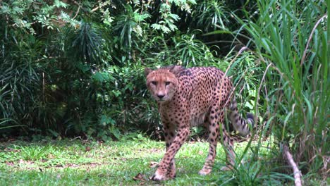 Wildkatze-Asiatischer-Gepard-Acinonyx-Jubatus-Venaticus-Zu-Fuß