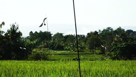 Wetterfahne-In-Reisfeldern,-Um-Vögel-Abzuschrecken
