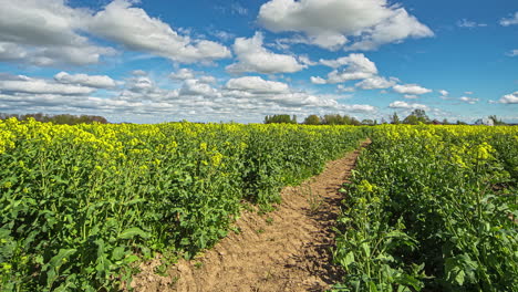 Yellow-fields-of-blooming-rapeseed-oil-on-vast