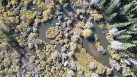 Straight-down-aerial-view-of-beaver-ponds-and