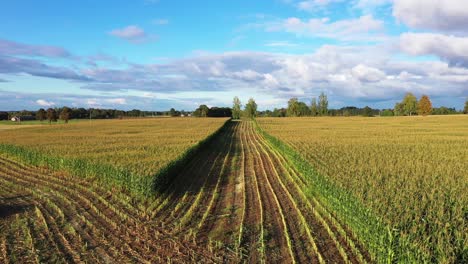 Corn-Field---Track-Of-Freshly-Cut-Corns-In