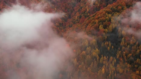 Aerial-view-above-an-orange-forest-in-autumn