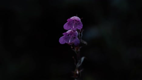 Zwei-Violette-Glockenblumen,-Die-Mit-Morgentau-Bedeckt-Sind