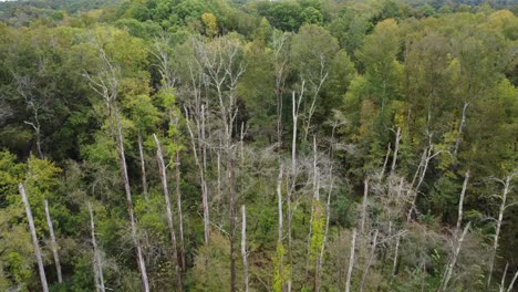 Reverse-aerial-shot-of-dead-oak-trees-in