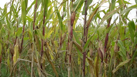 Dried-corn-on-the-field-Feed-Corn-drying